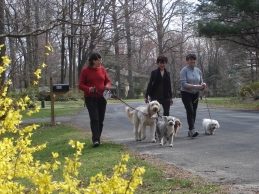 residents walking their dogs